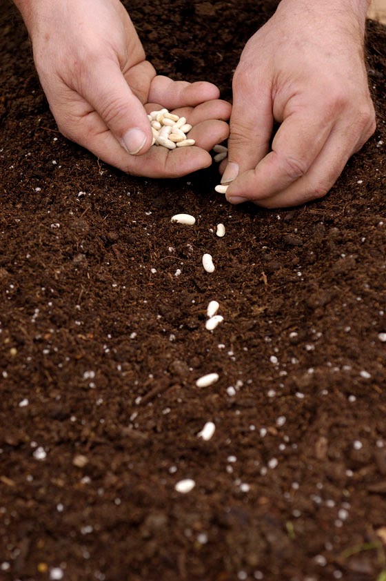 Хлопок зерно. Семена для посева. Сажать семена. Семена в земле. Посев семян.