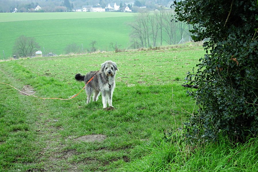 Hund findet Milchtankstelle Bürgerportal Bergisch Gladbach