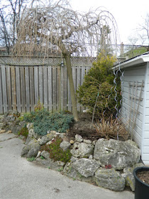 Scarborough rock garden with weeping mulberry before by garden muses-not another Toronto gardening blog