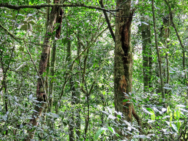 Kibale National Forest in Western Uganda