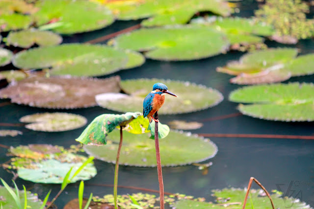 Common Kingfisher or the Eurasian Kingfisher Common Kingfisher or the Eurasian Kingfisher