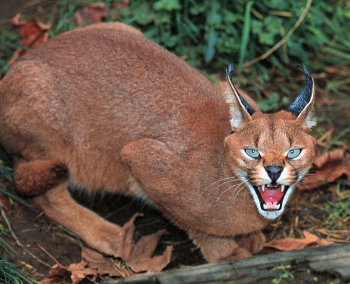 The Caracal Animals | Facts Information & Latest Pictures | Animals Lover