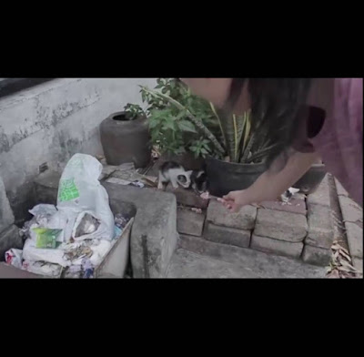 Banyak anak kucing yang sembunyi di balik tong sampah buat cari makan, jadi beraniin diri deketin sampah buat ajak mereka makan nasi ikan yang lebih layak.
