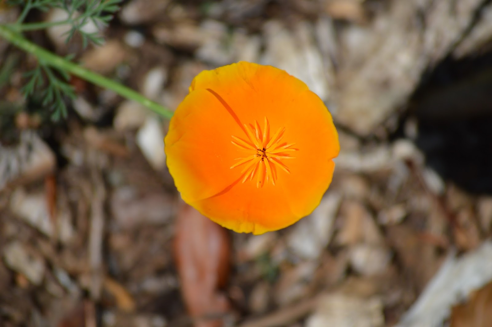 Annabanana The Oregon Garden
