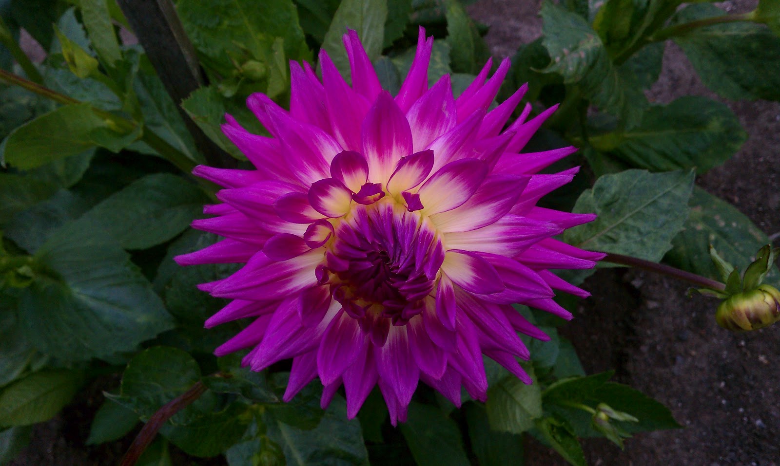Hoogasian Flowers It's Dahlia Season (all photos in this post taken at