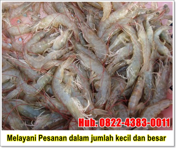 22+ Harga Udang Kecil Per Kg Viral