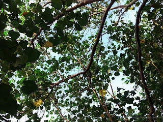 Branches And Leaves Of Hibiscus Tiliaceus Trees On The Beach At Umeanyar Village, Seririt, North Bali, Indonesia