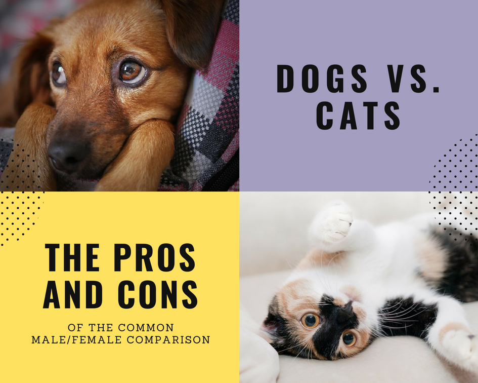 Dogs Vs. Cats The Pros and Cons