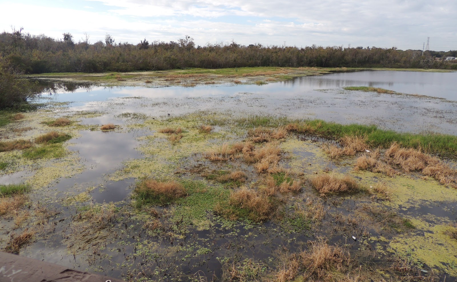 1000 Hikes in 1000 Days Day 751 Sawgrass Lake Park Sawgrass, Maple