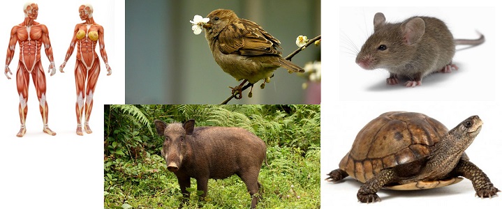 Hem Etçil Hem Otçul Hayvanlar İlginç Bilgi Sitesi