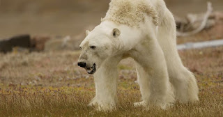 polar bear, climate change, starving polar bear