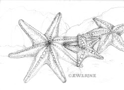 starfish drawing drawings pencil otherwise fish ocean outline google tattoos illustration legged renee jewel shell zeichnung coloring shells realistic sketch