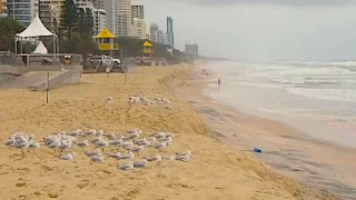 King Tides Wipe out Surfers Paradise Beach 2013