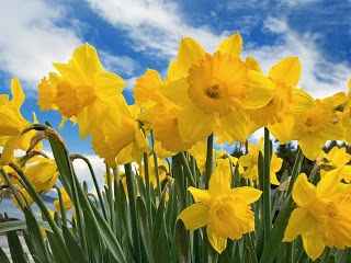 Daffodil wallpapers hd