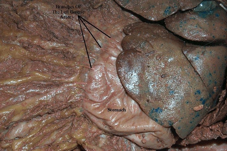 Cat Dissection Study Tools: Circulatory System