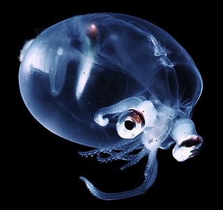 9 Strangest Ocean Phenomena You Wouldn't Believe Actually Exists!