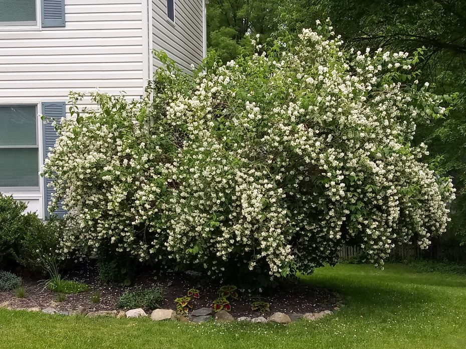 Philadelphus Lewisii Stock Photo Picture And Rights Managed