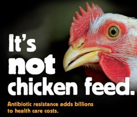 Chicken infected with antibiotic resistant bacteria