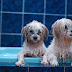 Σκύλος και συχνότητα μπάνιου