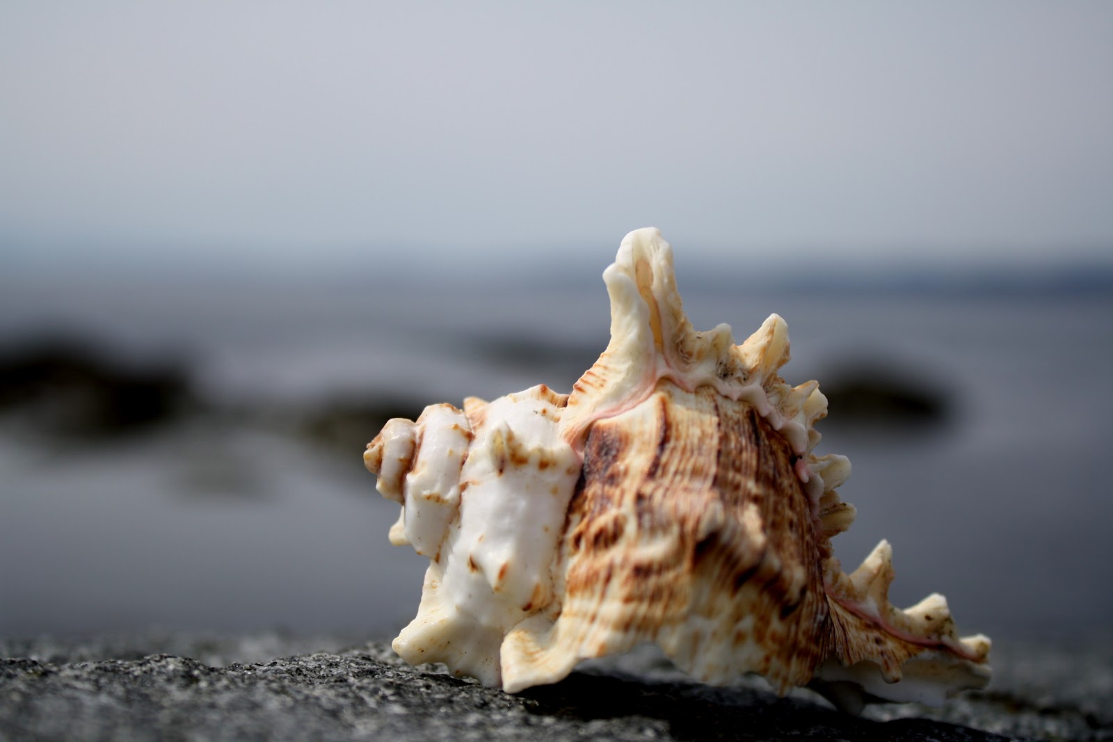 Just~One~Life: courage