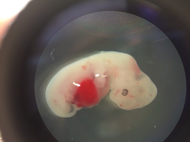 Primer embrión híbrido cerdo-humano