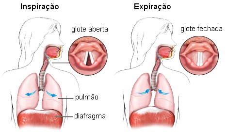Espirro: 8) Como se forma o espirro?