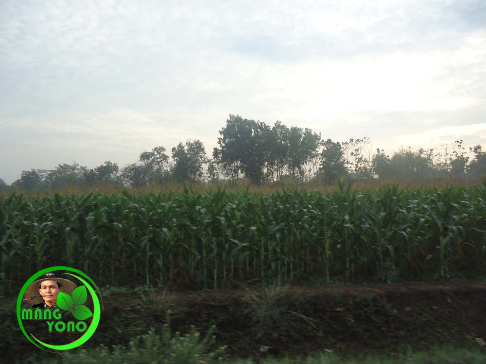 Ingin Menanam Jagung Unyil Ingin Menanam Jagung Unyil