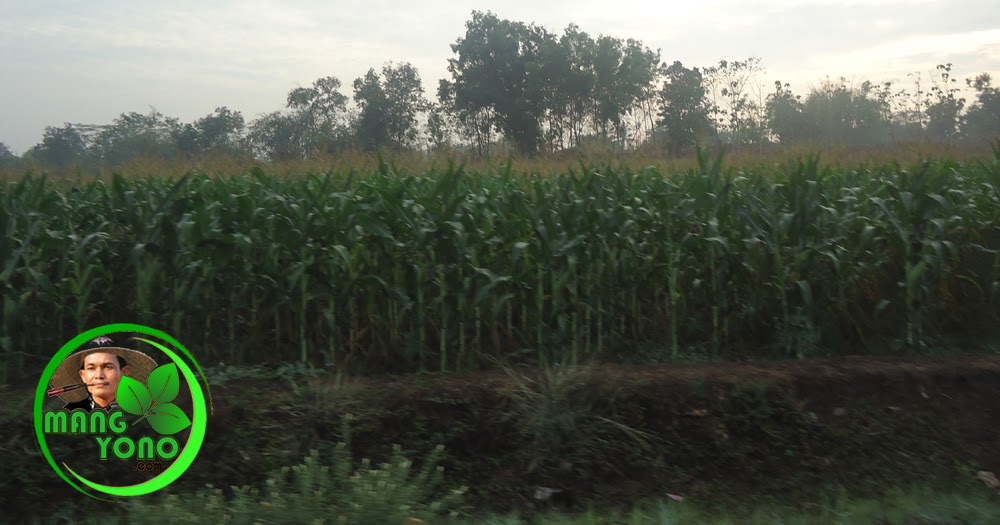 Ingin Menanam Jagung Unyil Ingin Menanam Jagung Unyil