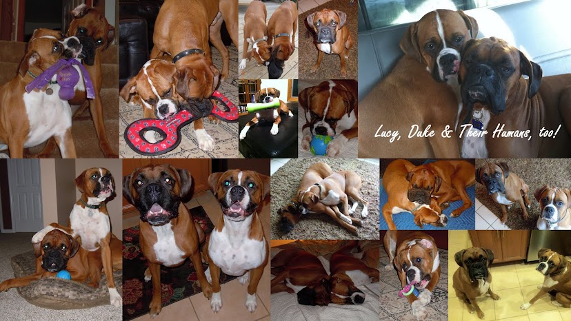 Lucy, Duke & Their Humans