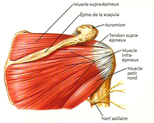 douleurs de l'épaule