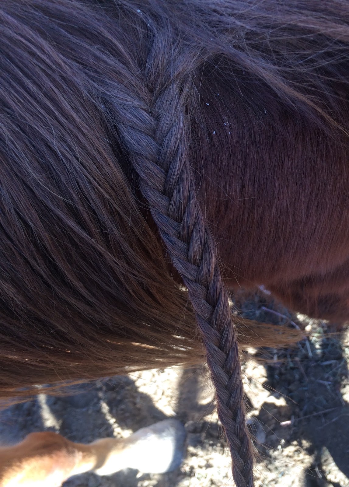My Crazy Life Horse Hairstyles)
