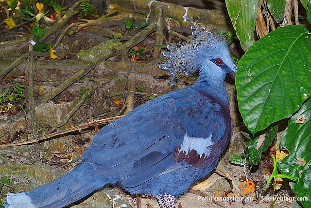 Burung Kuang / Crowned Pigeon