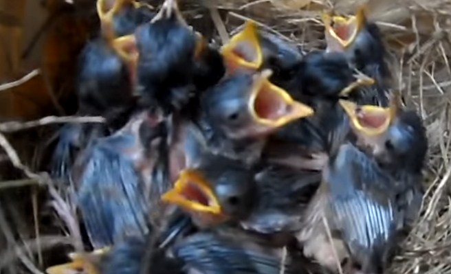 Mengenal Dekat Tempat Sarang Burung Ciblek Gunung Di Alam Bebas