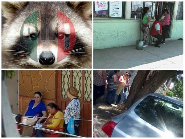 El PRI hizo un cochinero en Ecatepec, miles de mapaches compraron votos. 