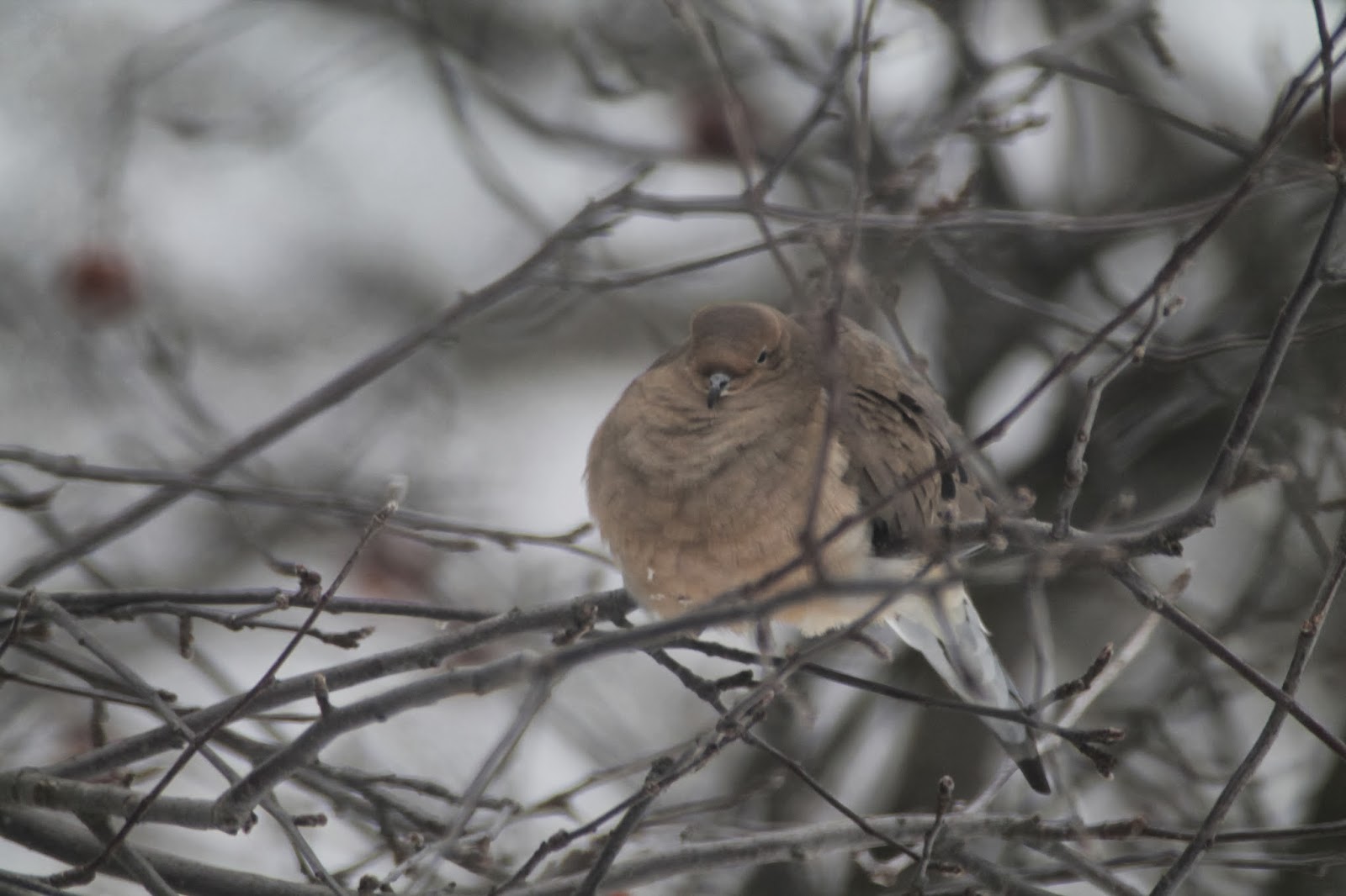 Mark Bellis Cold Weather Birds and Animals