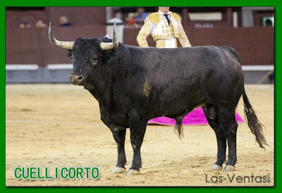 Diferentes razas de toros - Página 5 12294669_854332994684137_6935793628928781591_n