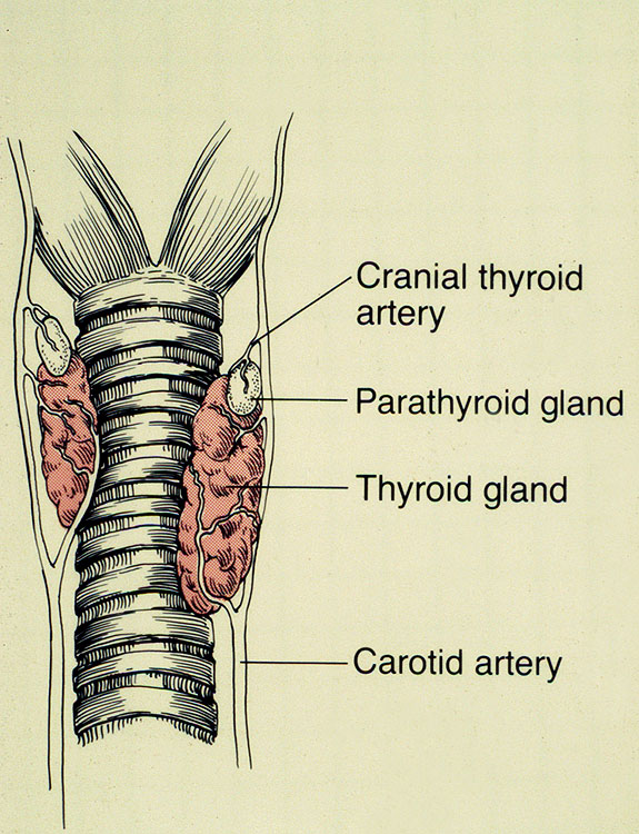 Animal Endocrine Clinic Surgical Thyroidectomy in Cats Thyroid and
