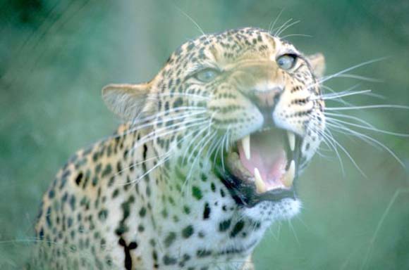 amroha leopard