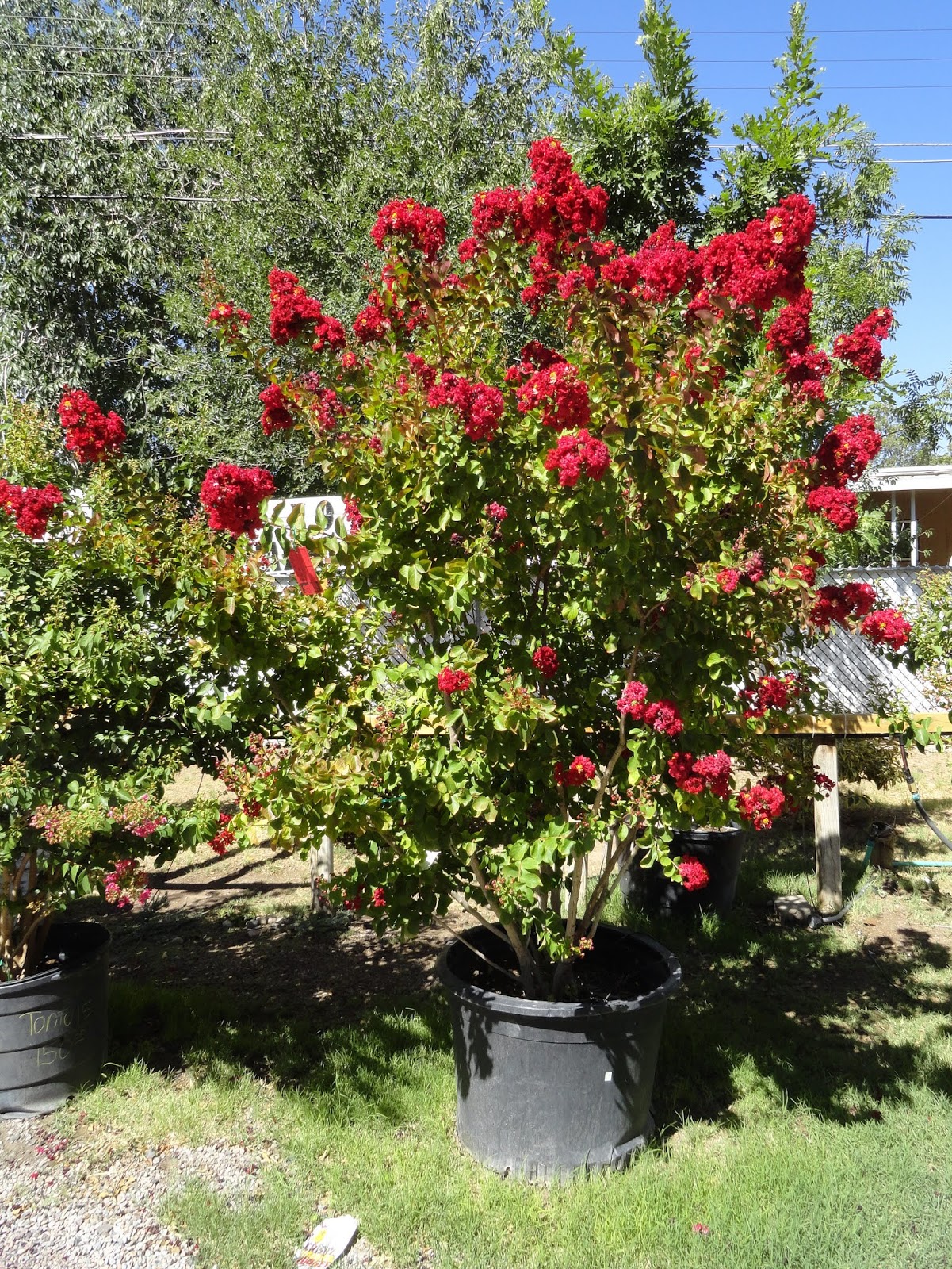 danger garden Guzman’s Garden Centers in Las Cruces, New Mexico