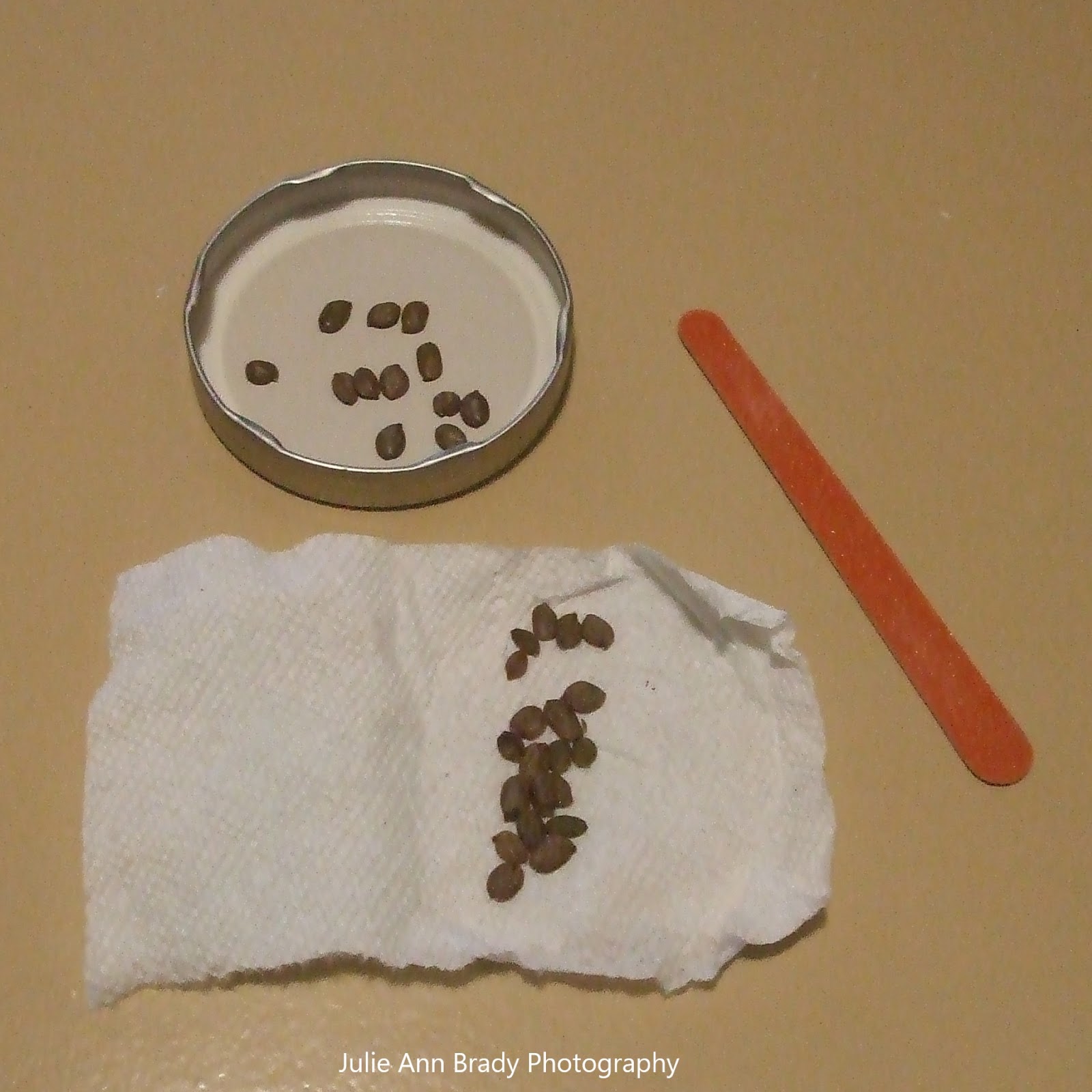 Julie Ann Brady Blog On Pink Powder Puff Calliandra surinamensis