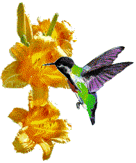 Animation Bundle: Animated Hummingbirds with Plants, with Girls and
