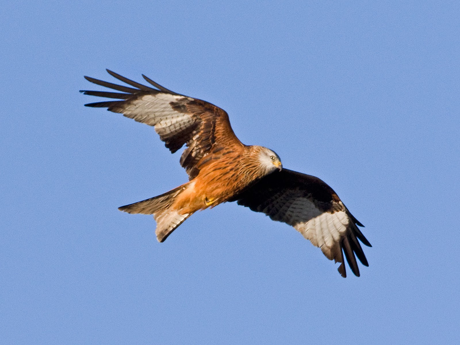 Martin's Sussex Birding Blog Red Kites