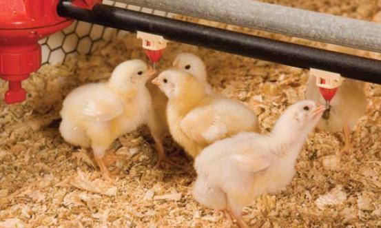 cuidados gallina