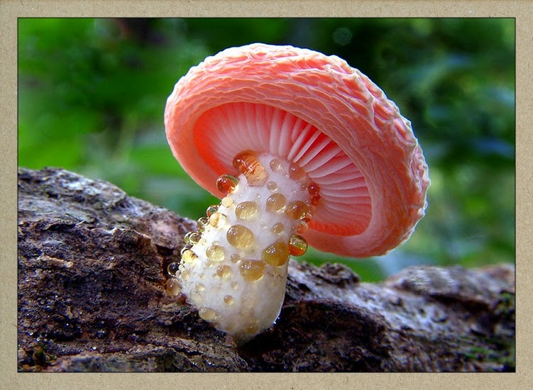 KERSOBLOG Couleurs & Champignons Colors & Mushrooms