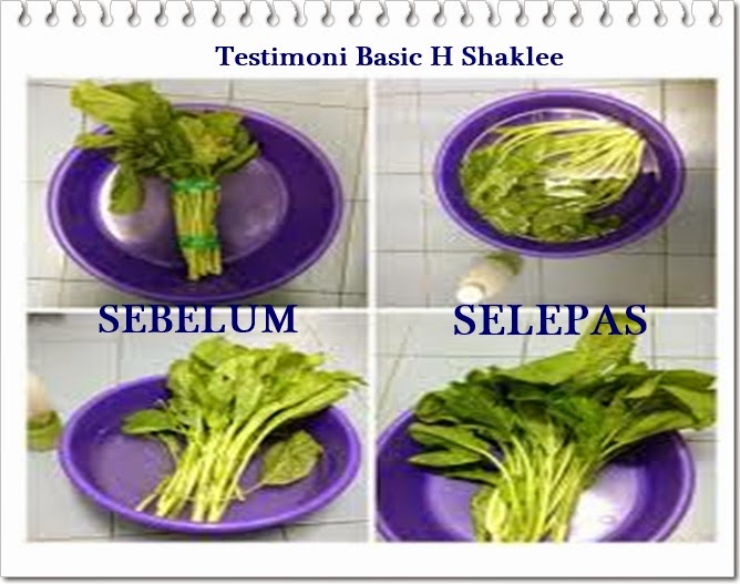 Pengedar Shaklee Ampang dan Puchong: Basic H Organic Cleaner Shaklee
