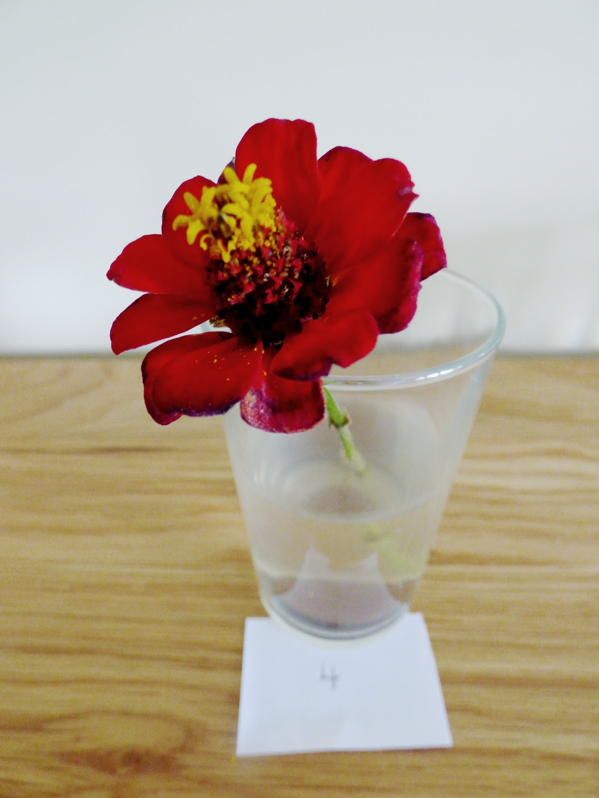 Homemade Flower Food Experiment