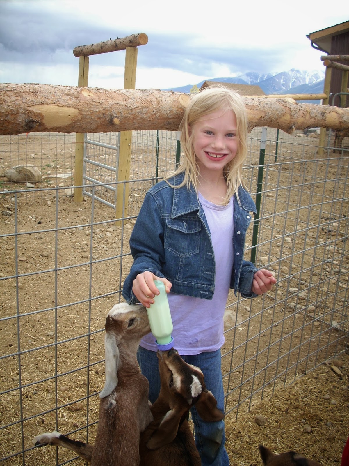 Explore Colorado Jumpin Good Goat Dairy Farm Buean Vista Colorado A
