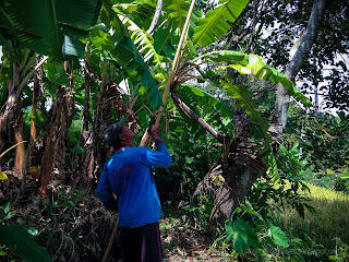 A Farmer Pick Fruits High Up On Tree In The Agricultural Area With Bamboo Stick At The Village