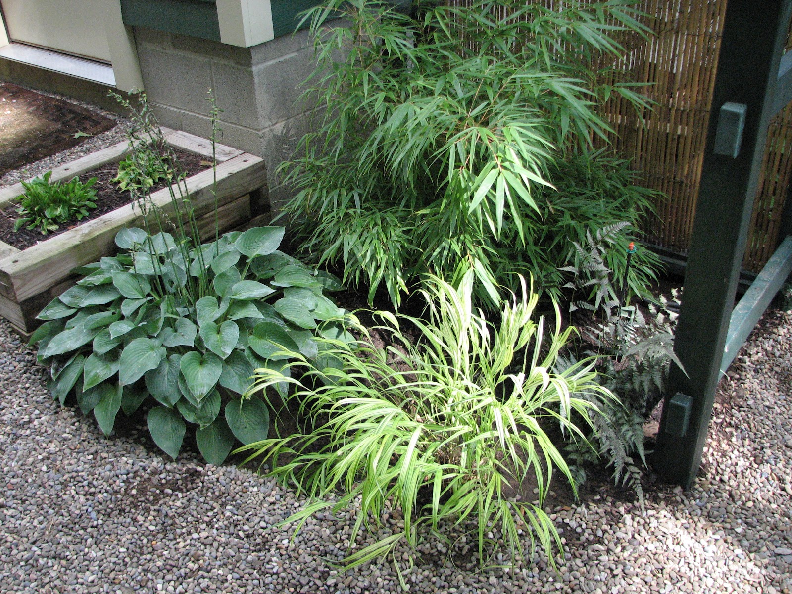 My Zen Garden So Many Plants, So Little Time