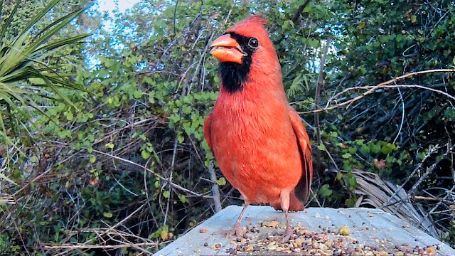 Angry Bird - Extreme Close Up of Male Northern Cardinal